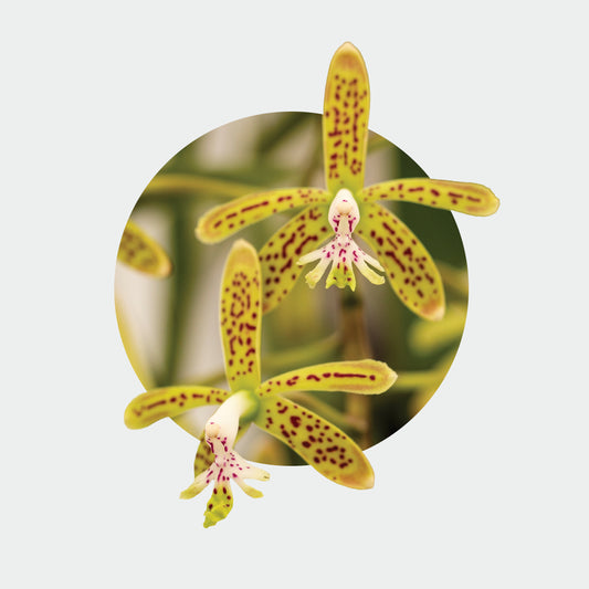 Epidendrum cristatum