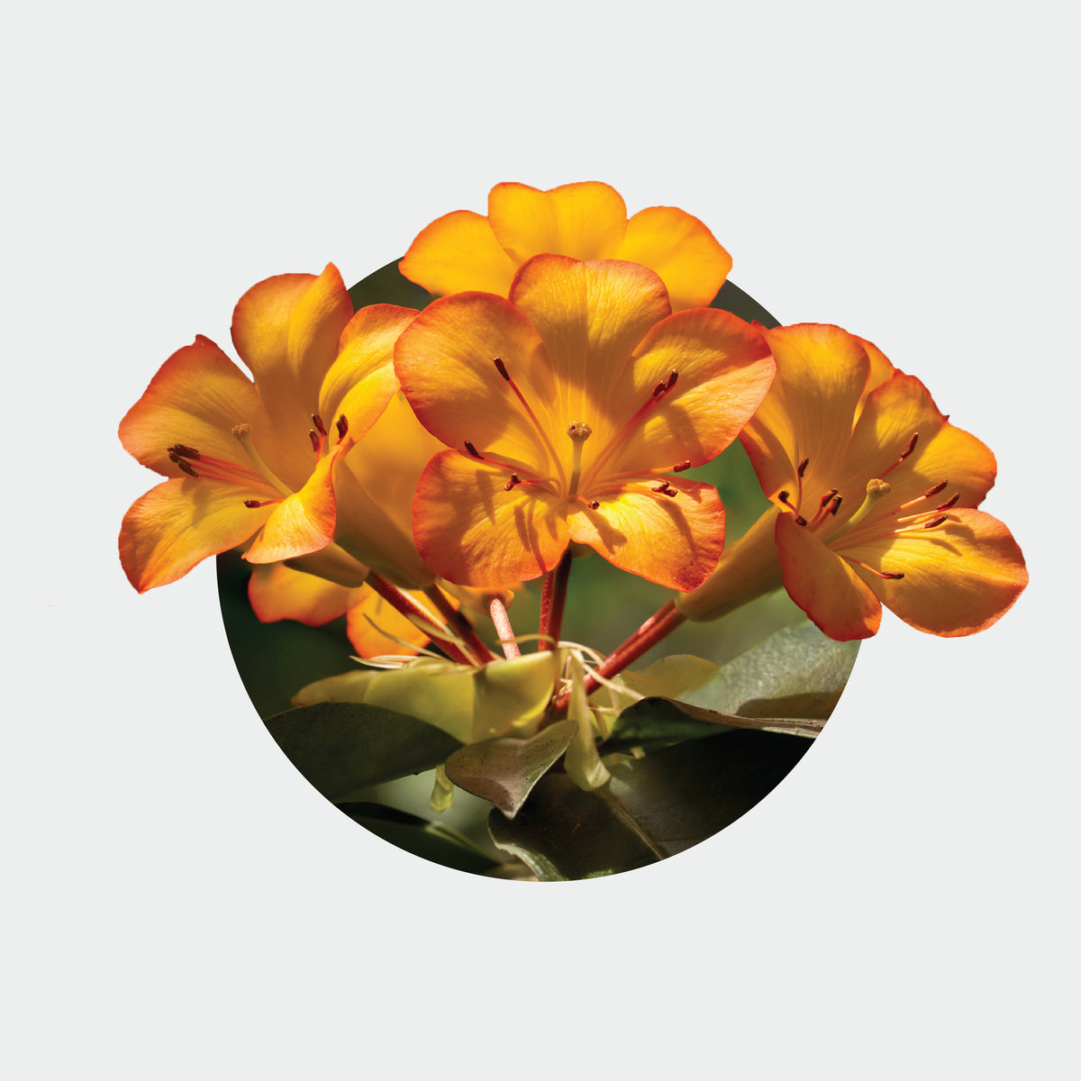 Rhododendron Vireya 'Tequila Sunrise'