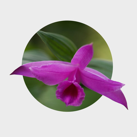 Sobralia decora (Flor de un Día)