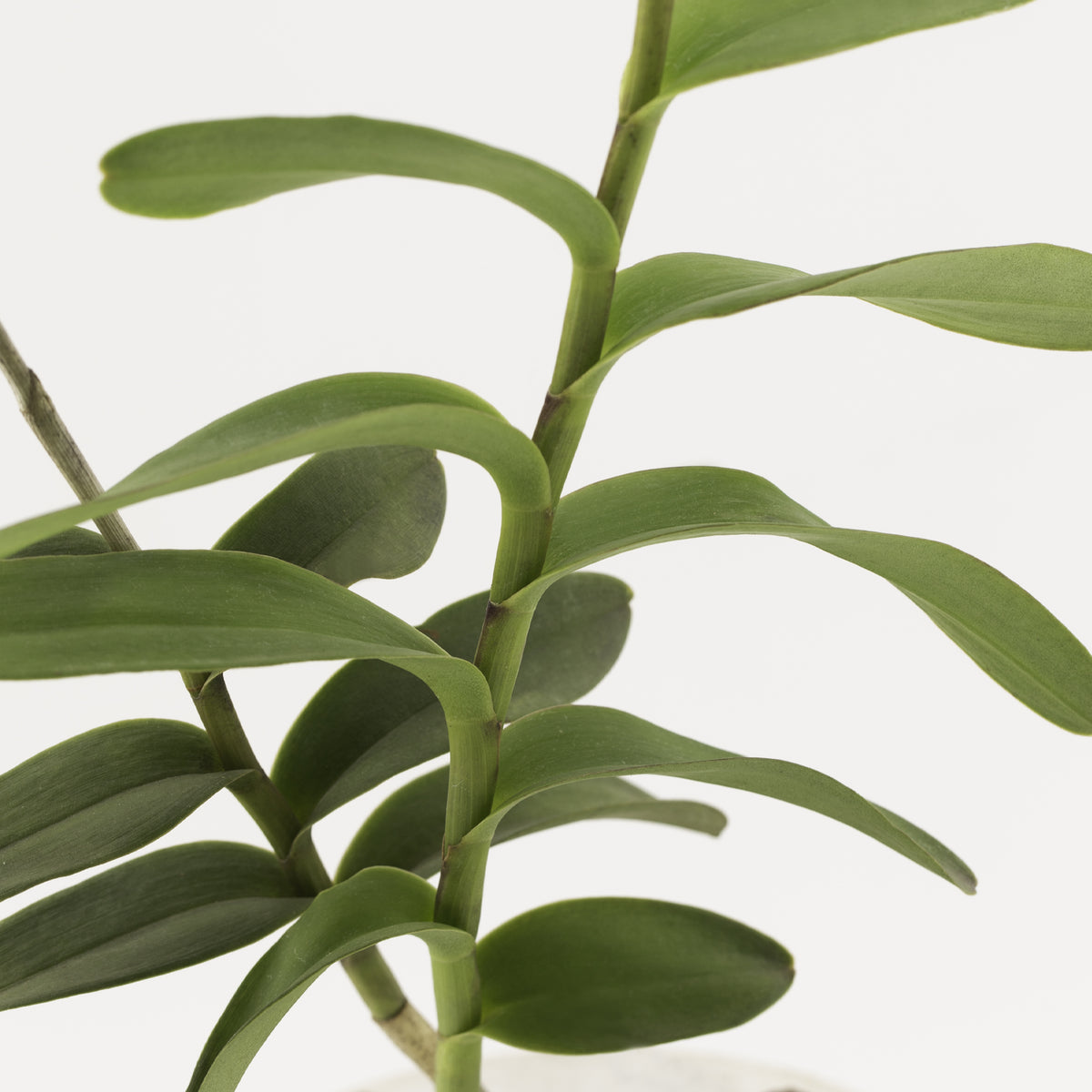 Epidendrum radicans var. orange (Dawn Star)