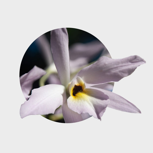 Laelia rubescens (Flor de Muerto)