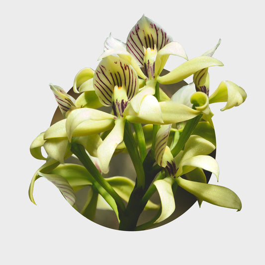 Prosthechea chacaoensis (Falsa Vainilla)