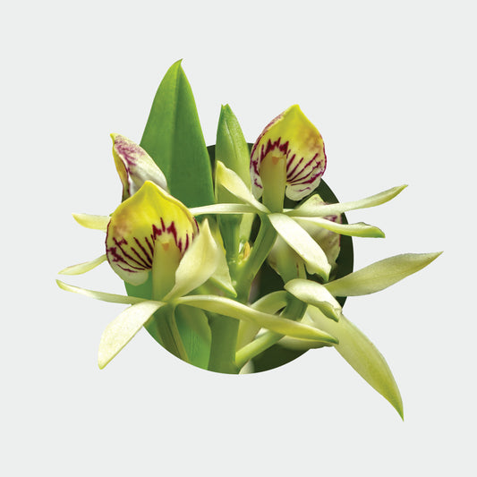 Prosthechea trulla (The Scooped Anacheilium)