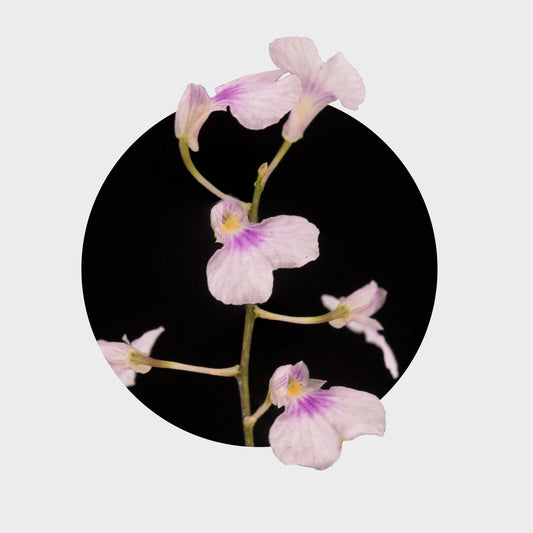 Ionopsis utricularioides (Orquídea de la Pureza)