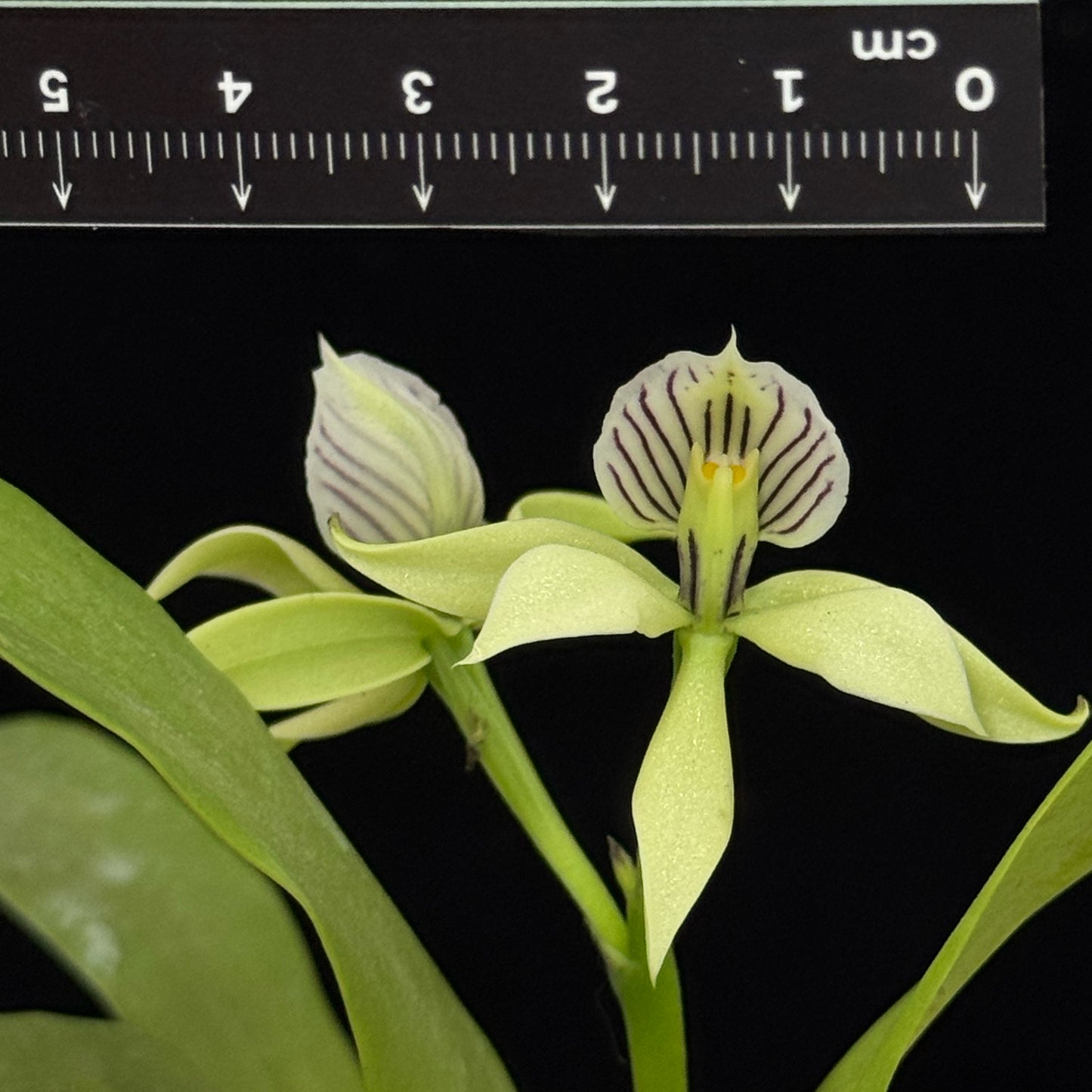 Prosthechea chacaoensis (Falsa Vainilla)