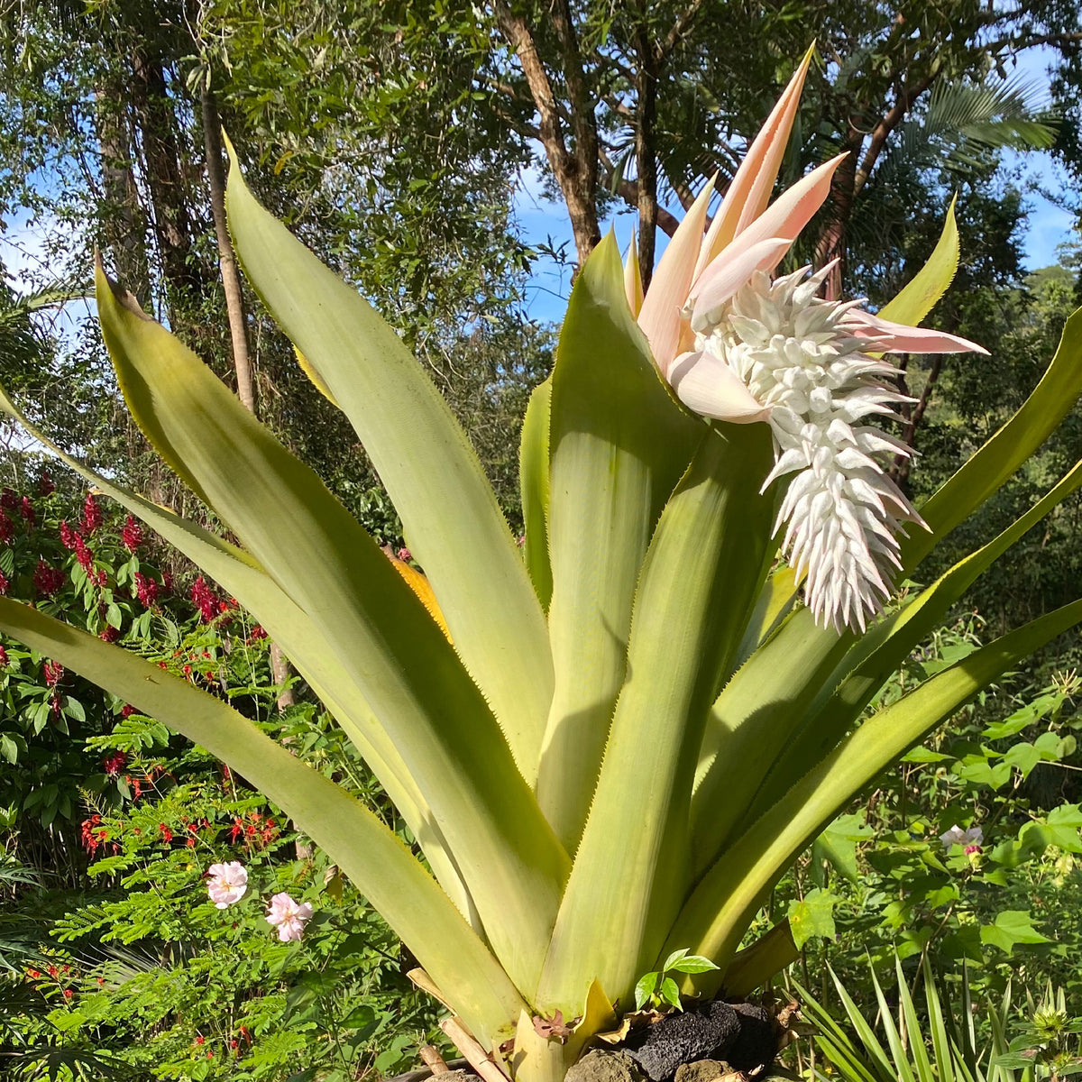 Ursulea macvaughii (Mexican Giant Bromeliad)