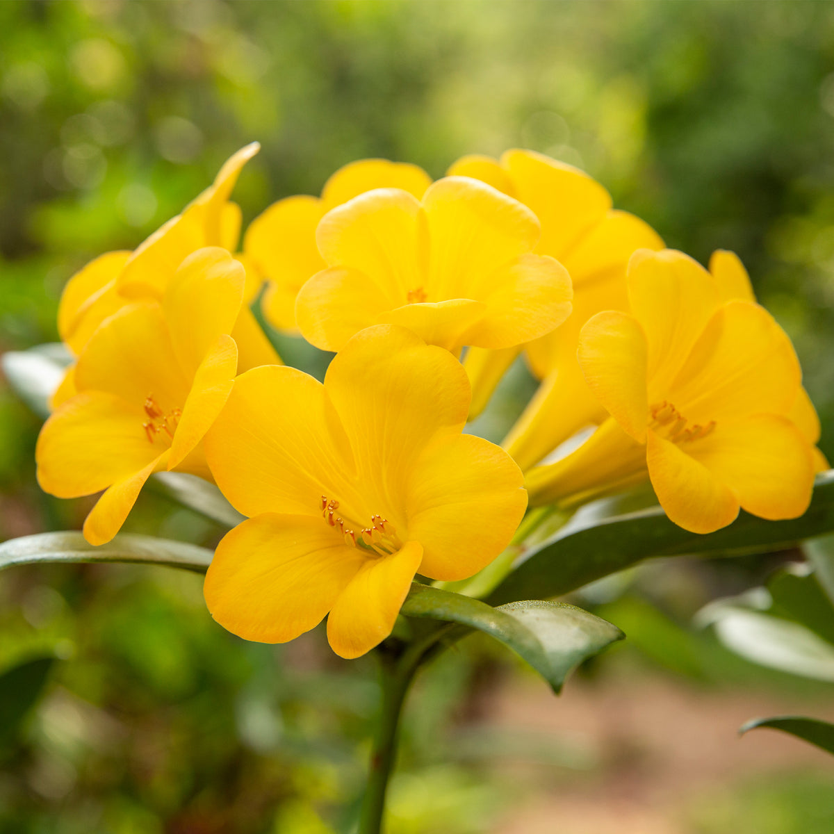 Rhododendron Vireya 'Golden Bell'