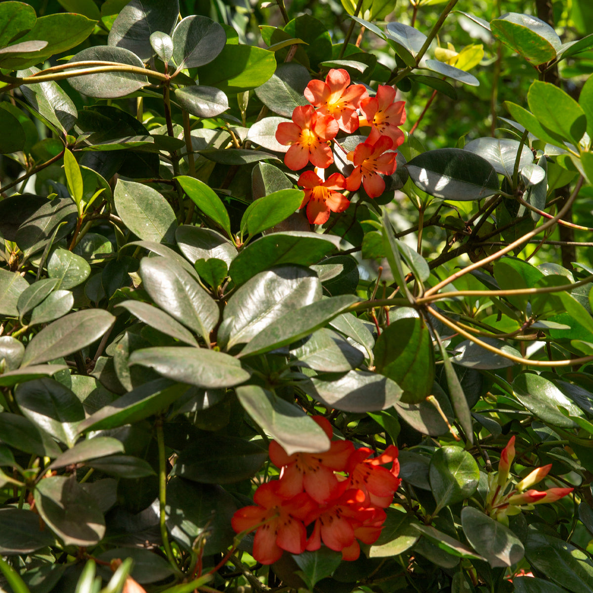 Rhododendron Vireya 'Festive Bell'