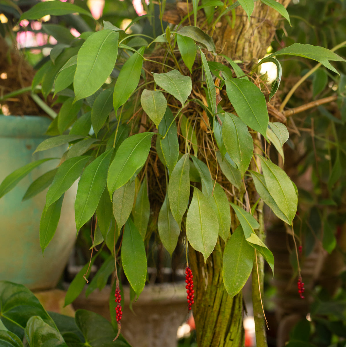 Anthurium gracile (Anturio de Perlas Rojas)