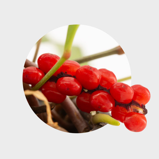 Anthurium gracile (Anturio de Perlas Rojas)