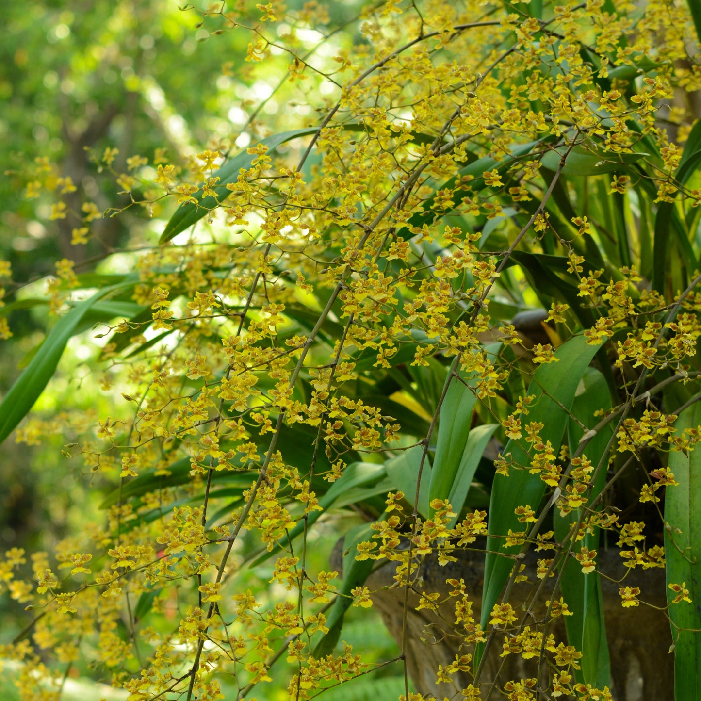 Oncidium leleui (Orquídea Danzante)