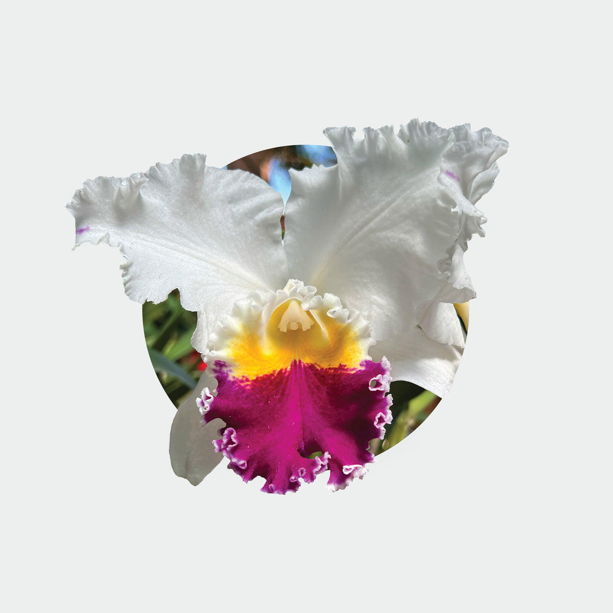 Cattleya Melody Fair 'Mishima'