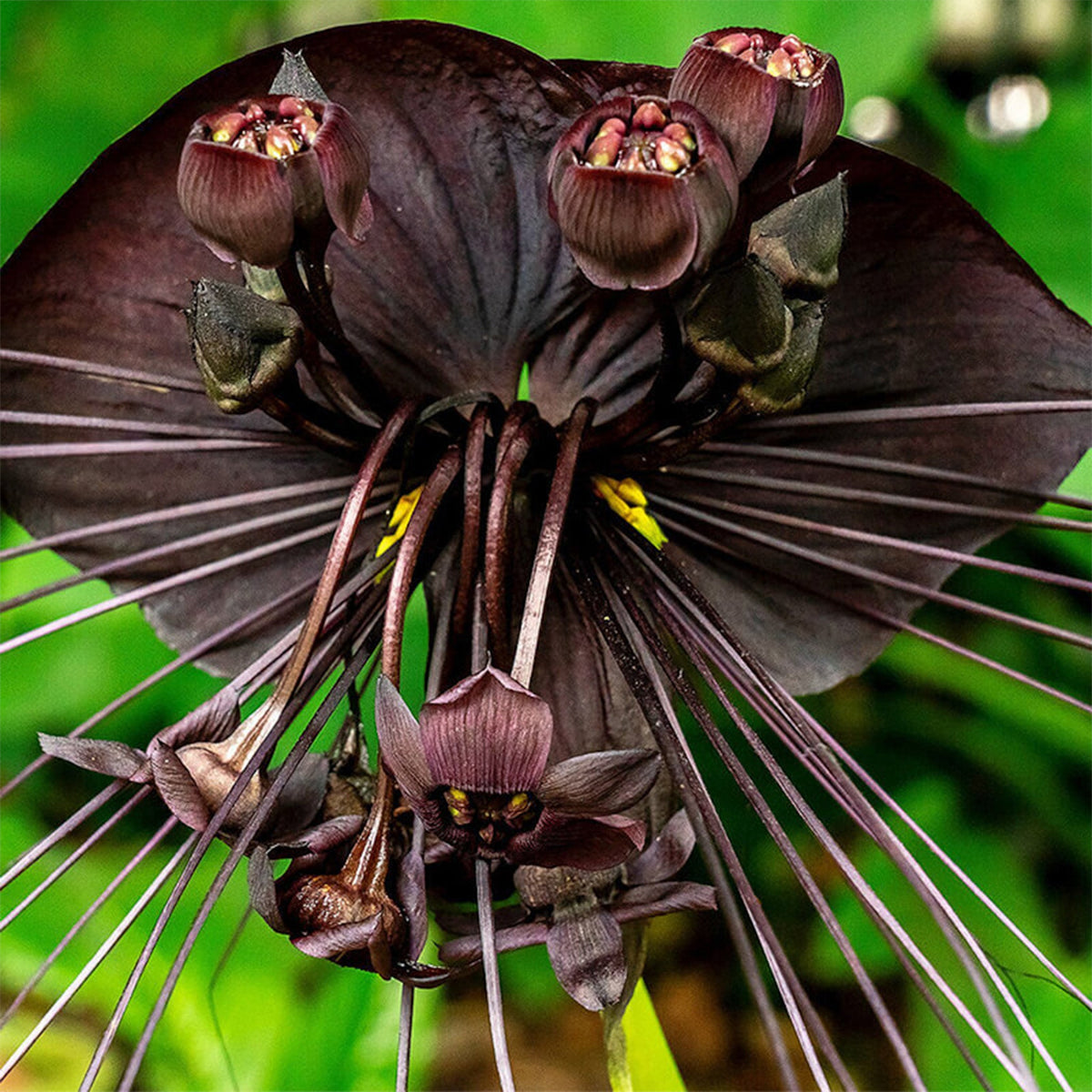 Taccas