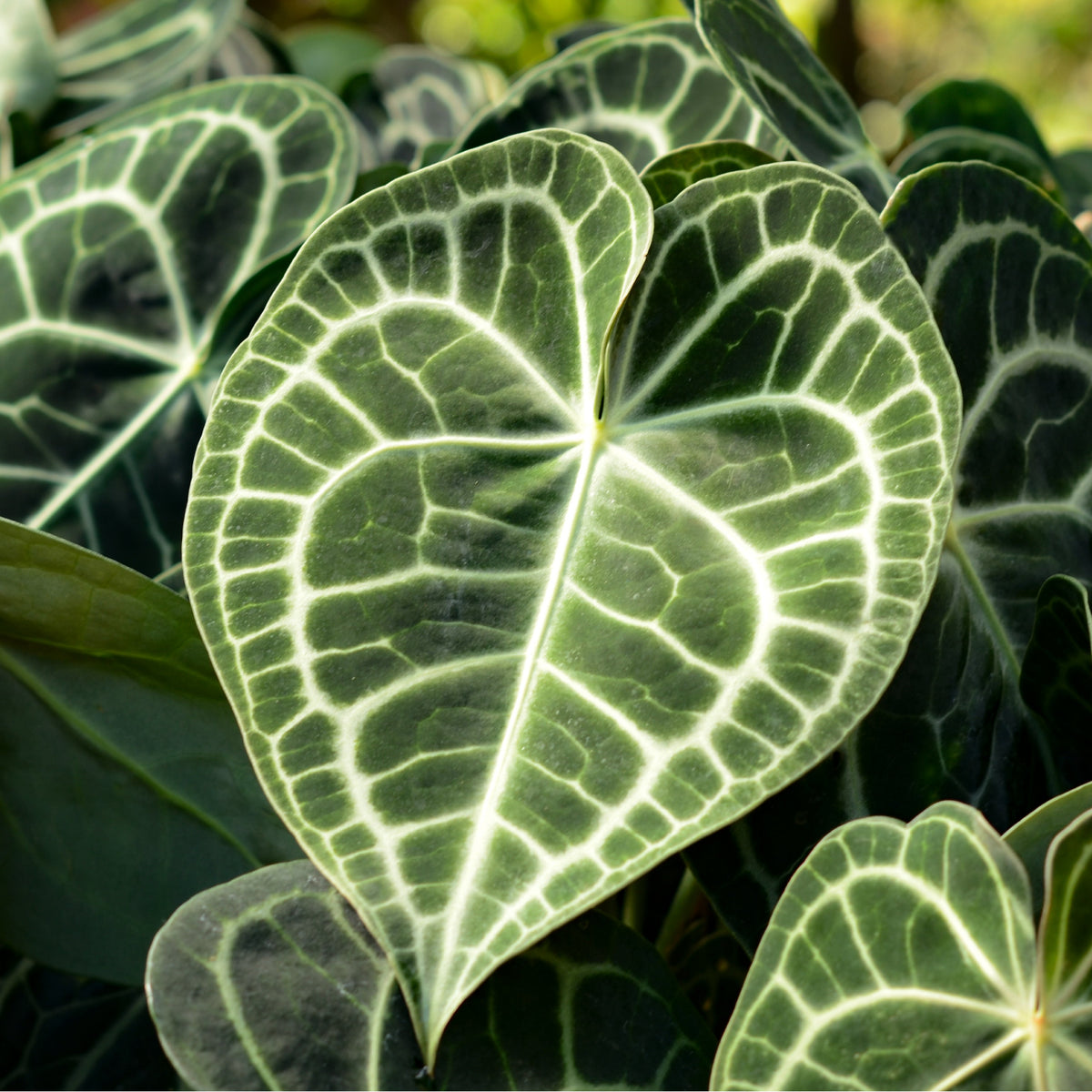 Anthurium