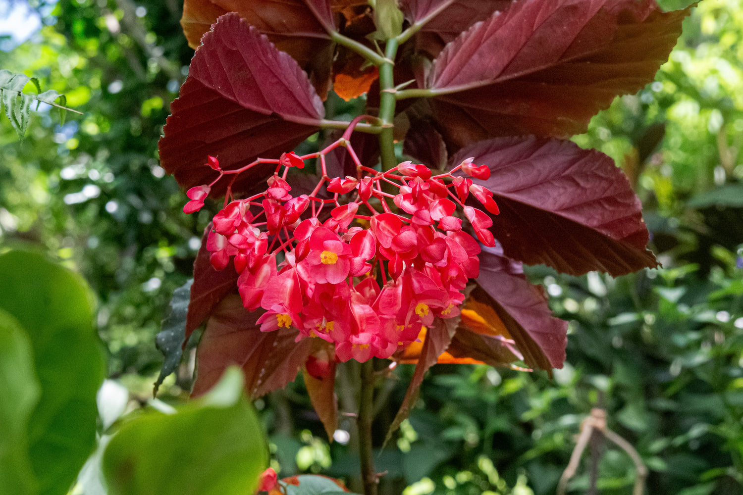 Begoniaceae