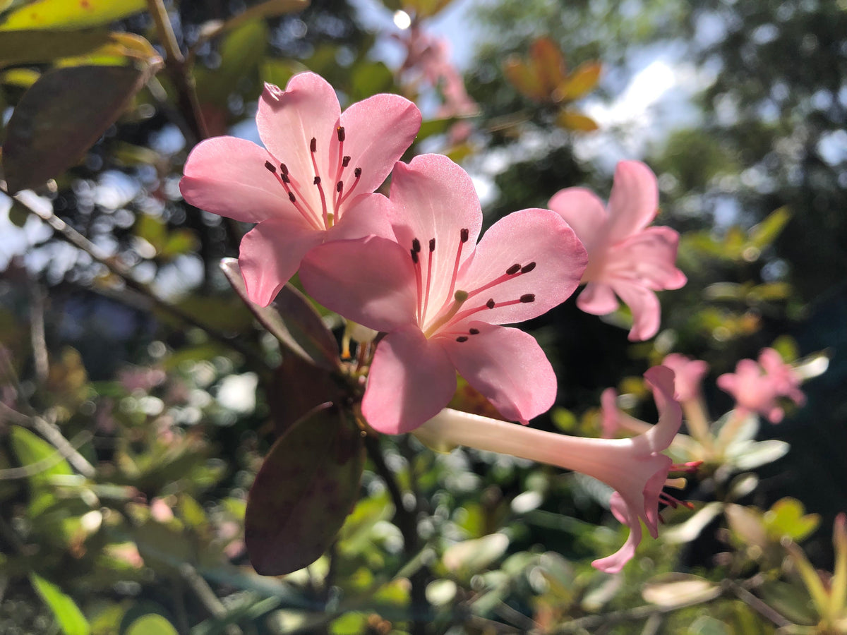 Rhododendros
