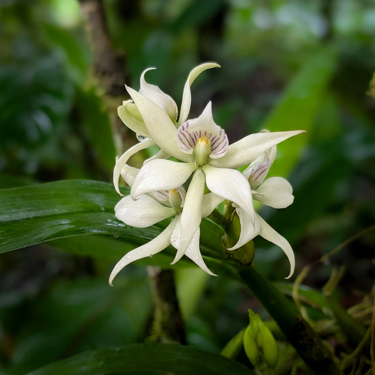 Orchidaceae