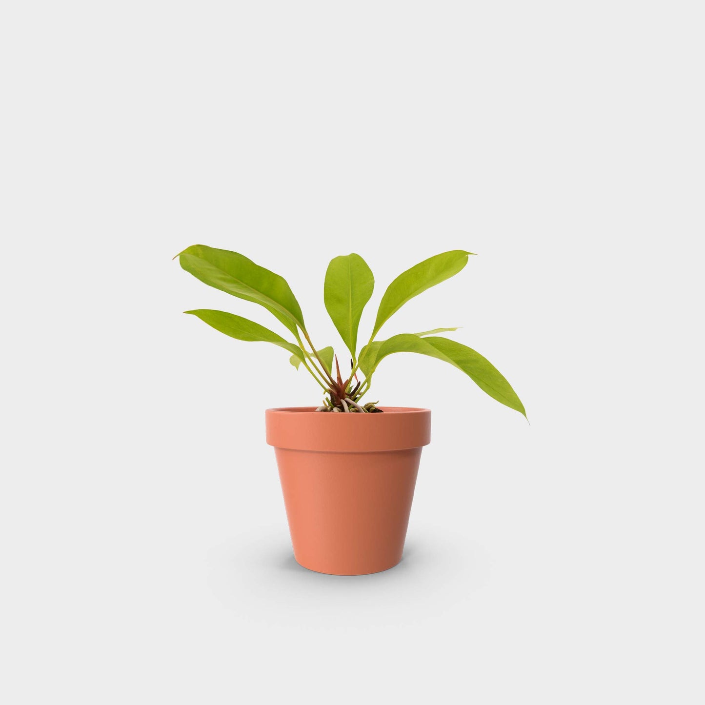Anthurium gracile (Red Pearl Anthurium)