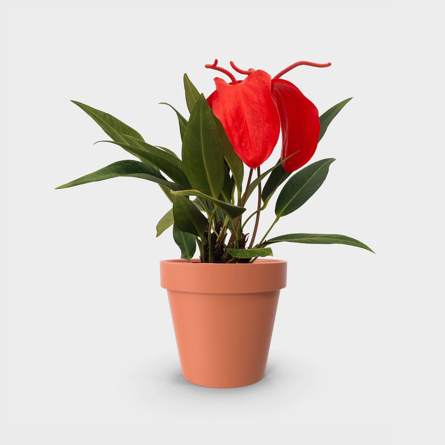 Anthurium scherzerianum (Anturio Cola de Cochino)