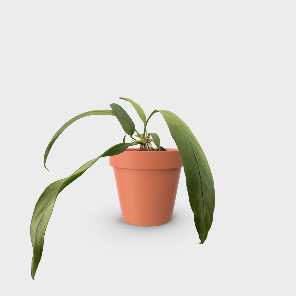 Anthurium vittarifolium (Pearl necklace)
