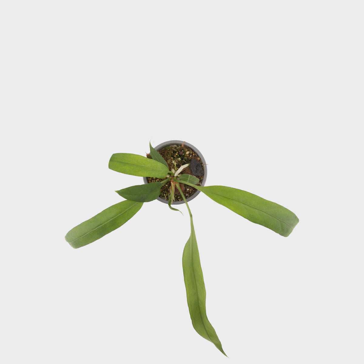 Anthurium vittarifolium (Pearl necklace)