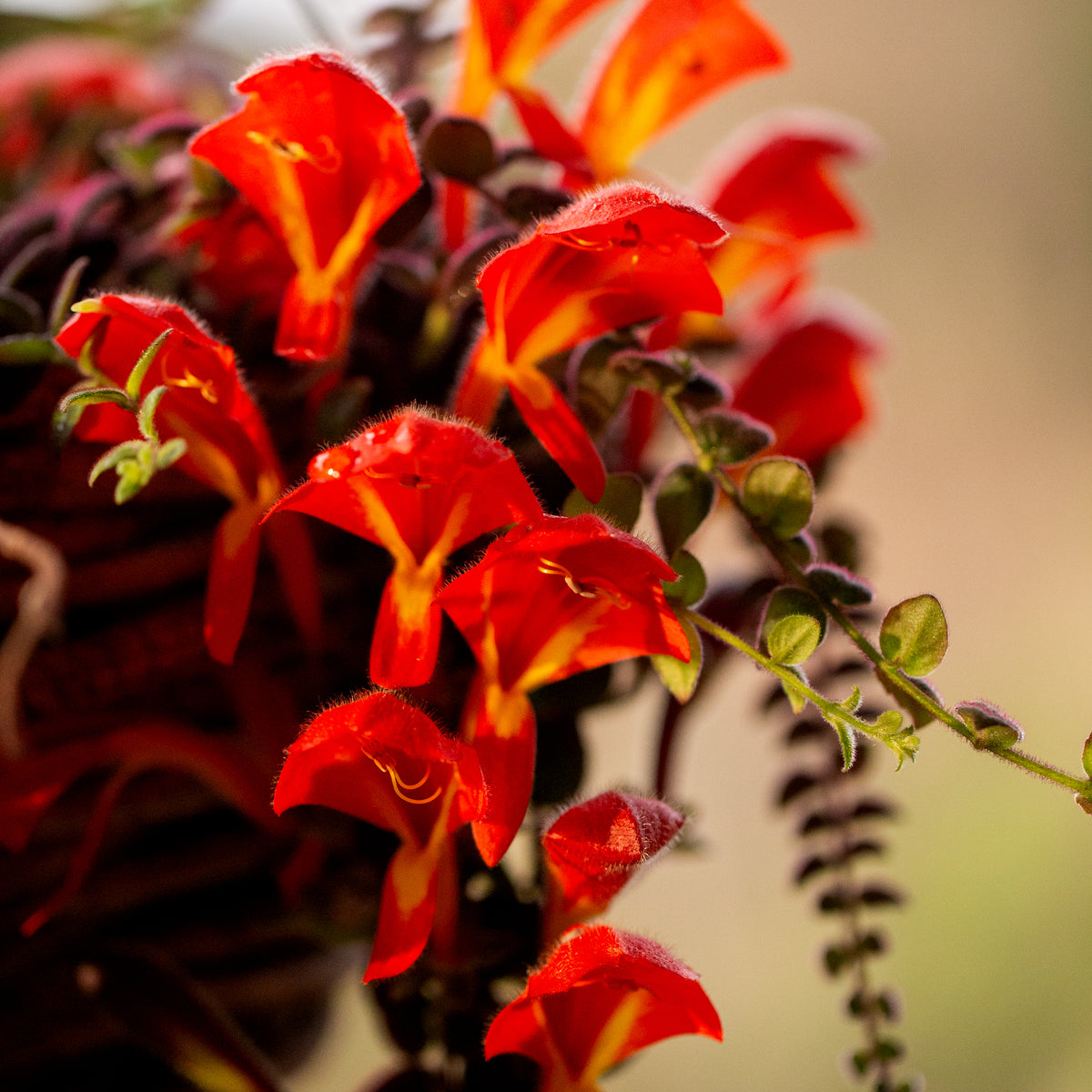 Columnea gloriosa (Flor de Fuego)
