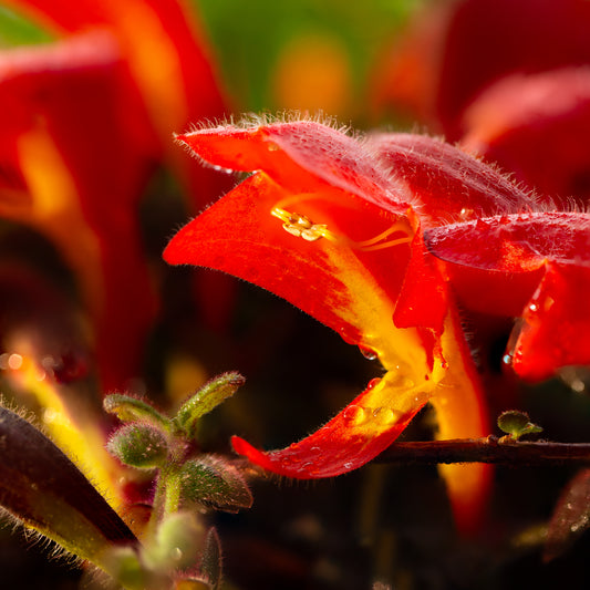 Columnea gloriosa (Flor de Fuego)