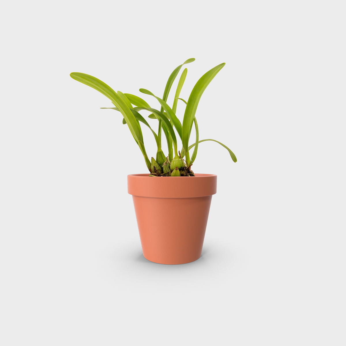 Encyclia cordigera (Large-Lipped Encyclia)