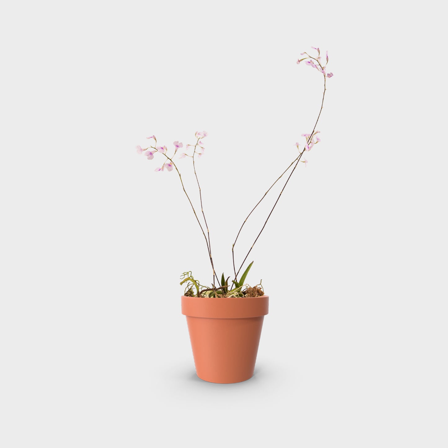 Ionopsis utricularioides (Orquídea de la Pureza)