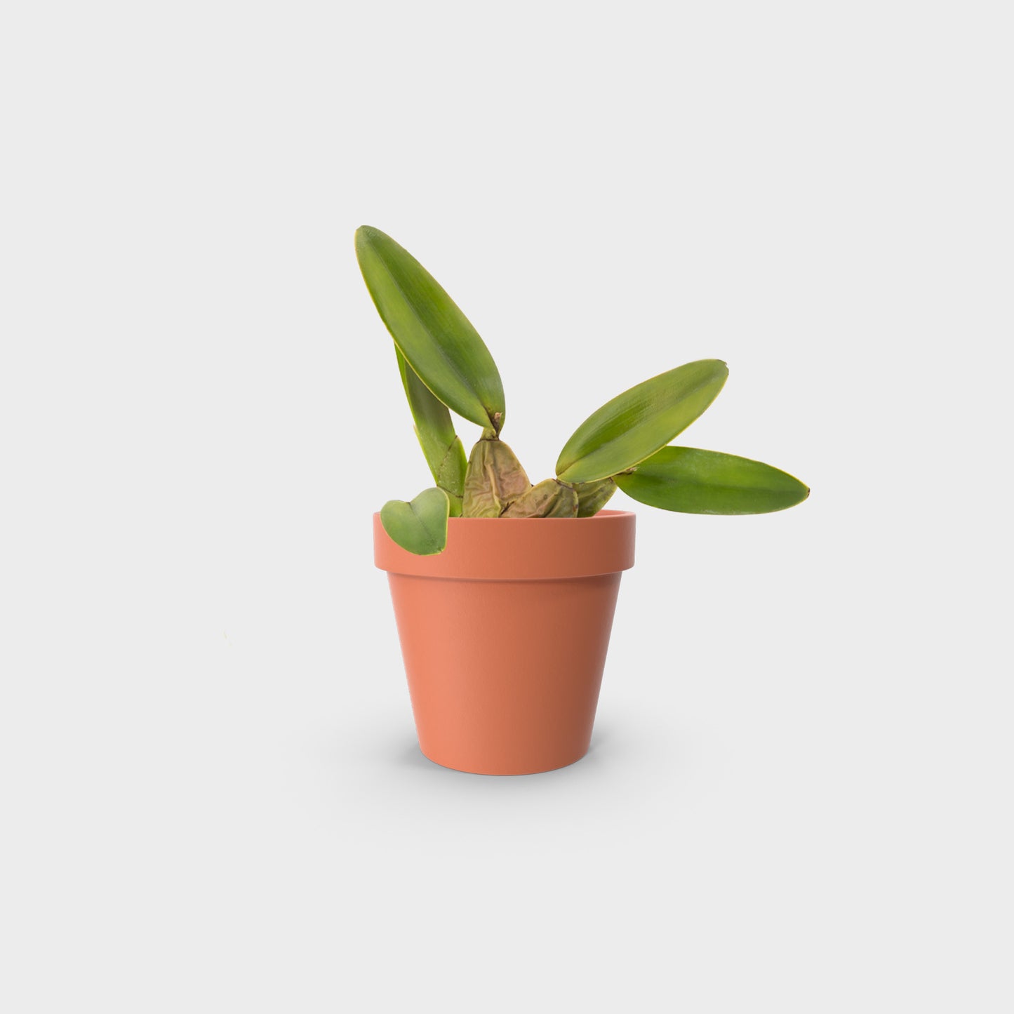 Laelia rubescens (Flor de Muerto)