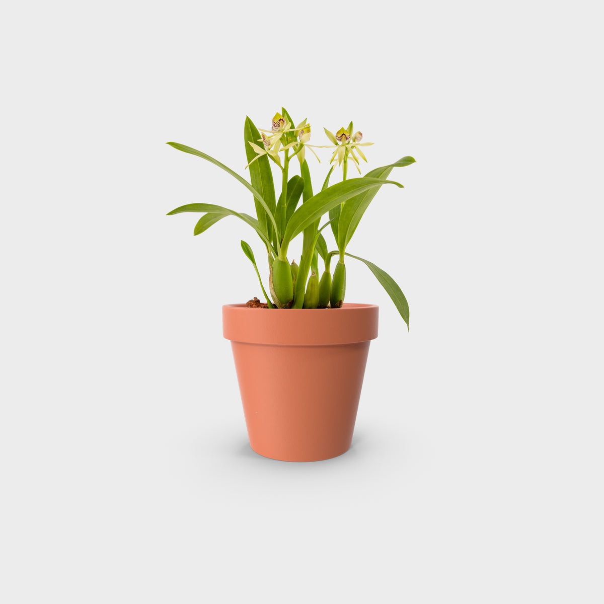 Prosthechea trulla