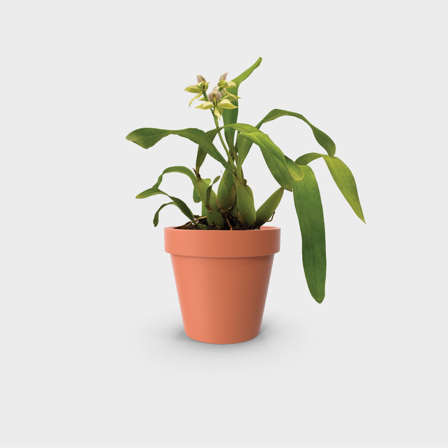 Prosthechea chacaoensis (Falsa Vainilla)