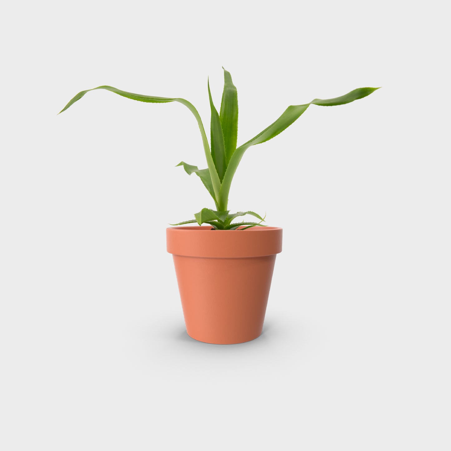 Ursulea macvaughii (Bromelia Gigante Mexicana)