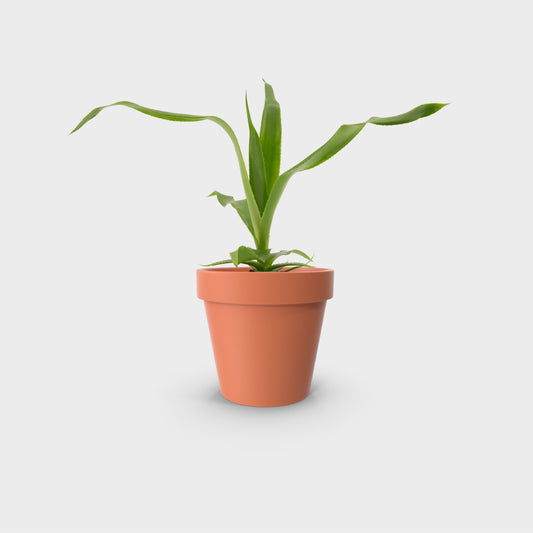 Ursulea macvaughii (Bromelia Gigante Mexicana)