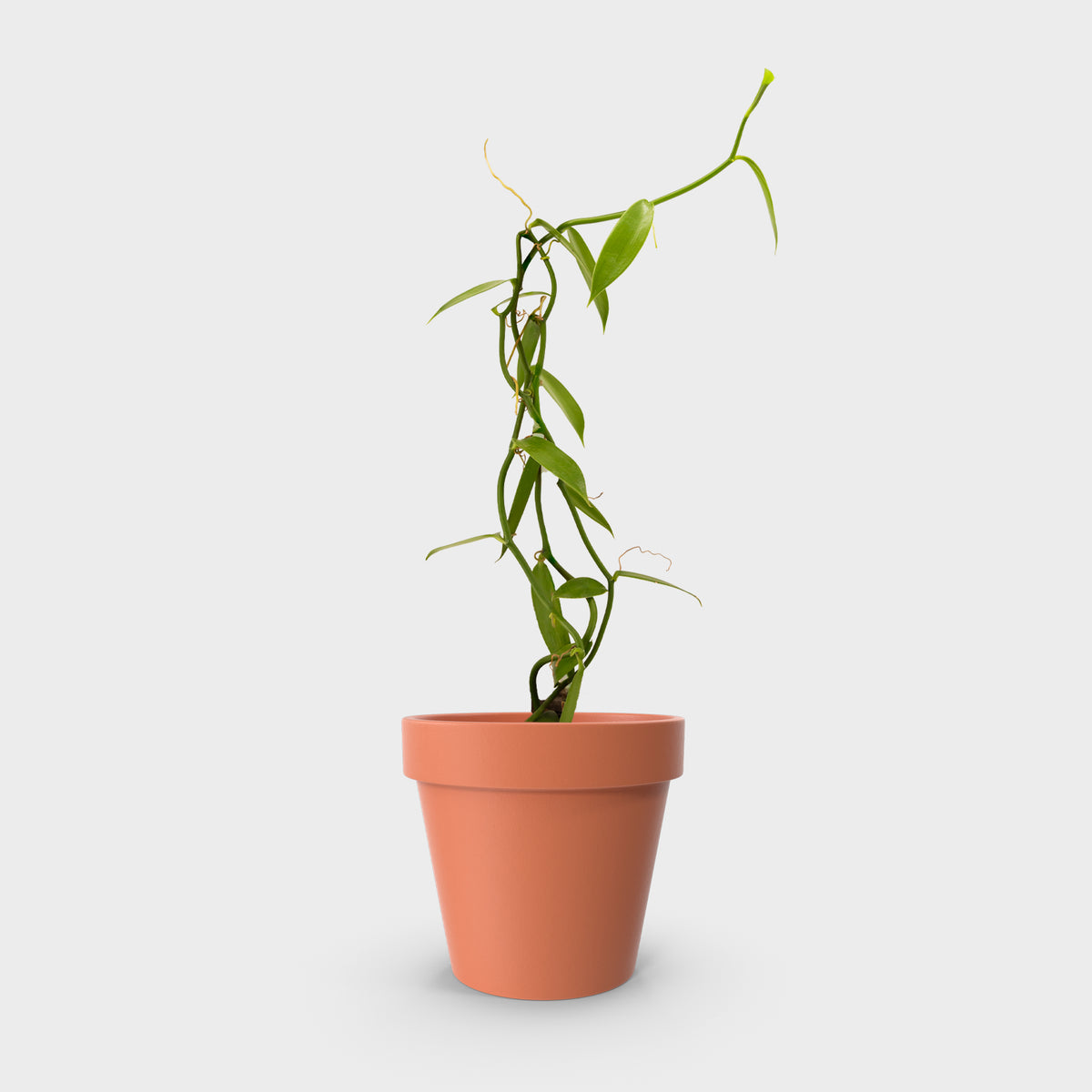 Vanilla planifolia (Vanilla)