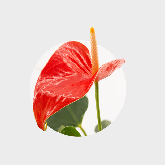Anthurium andraeanum (var. Red)