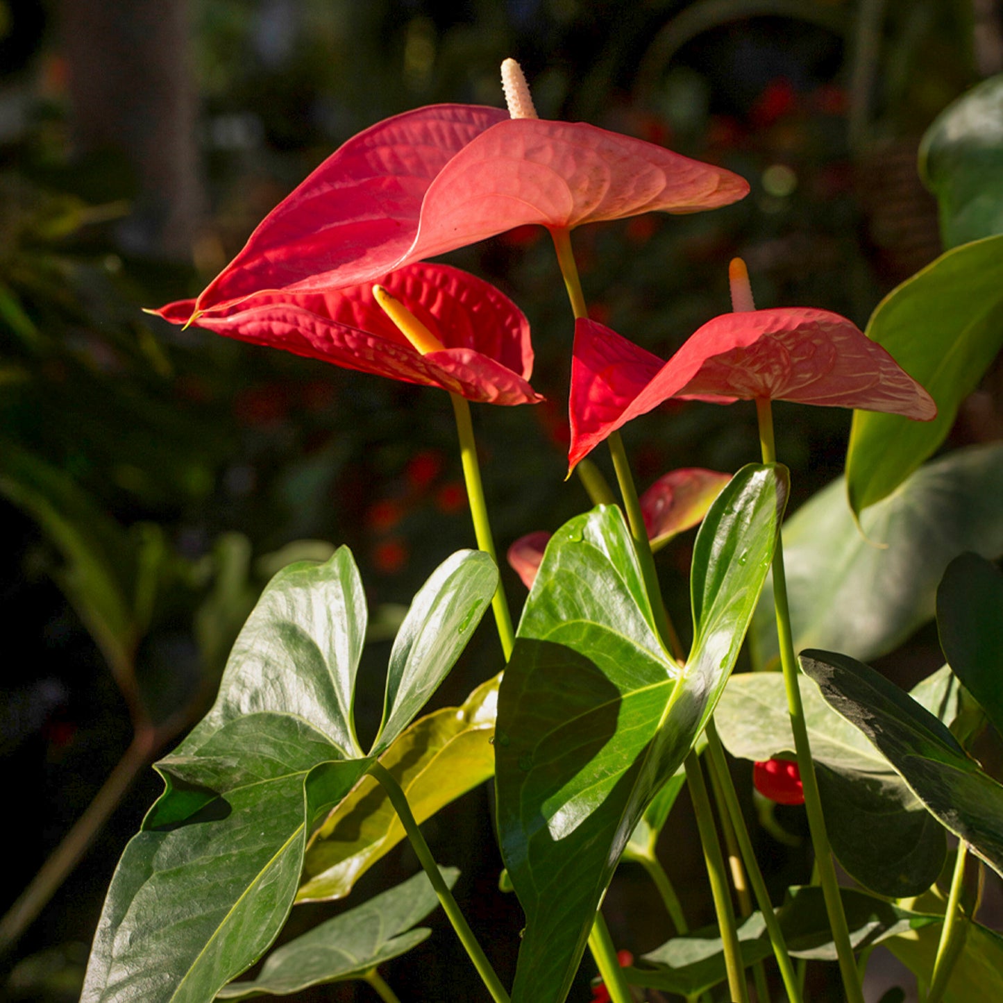 Anthurium andreanum var. rojo