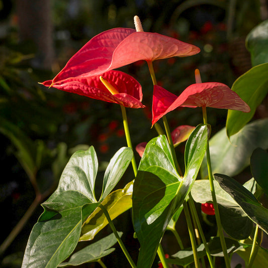 Anthurium andraeanum (var. Red)