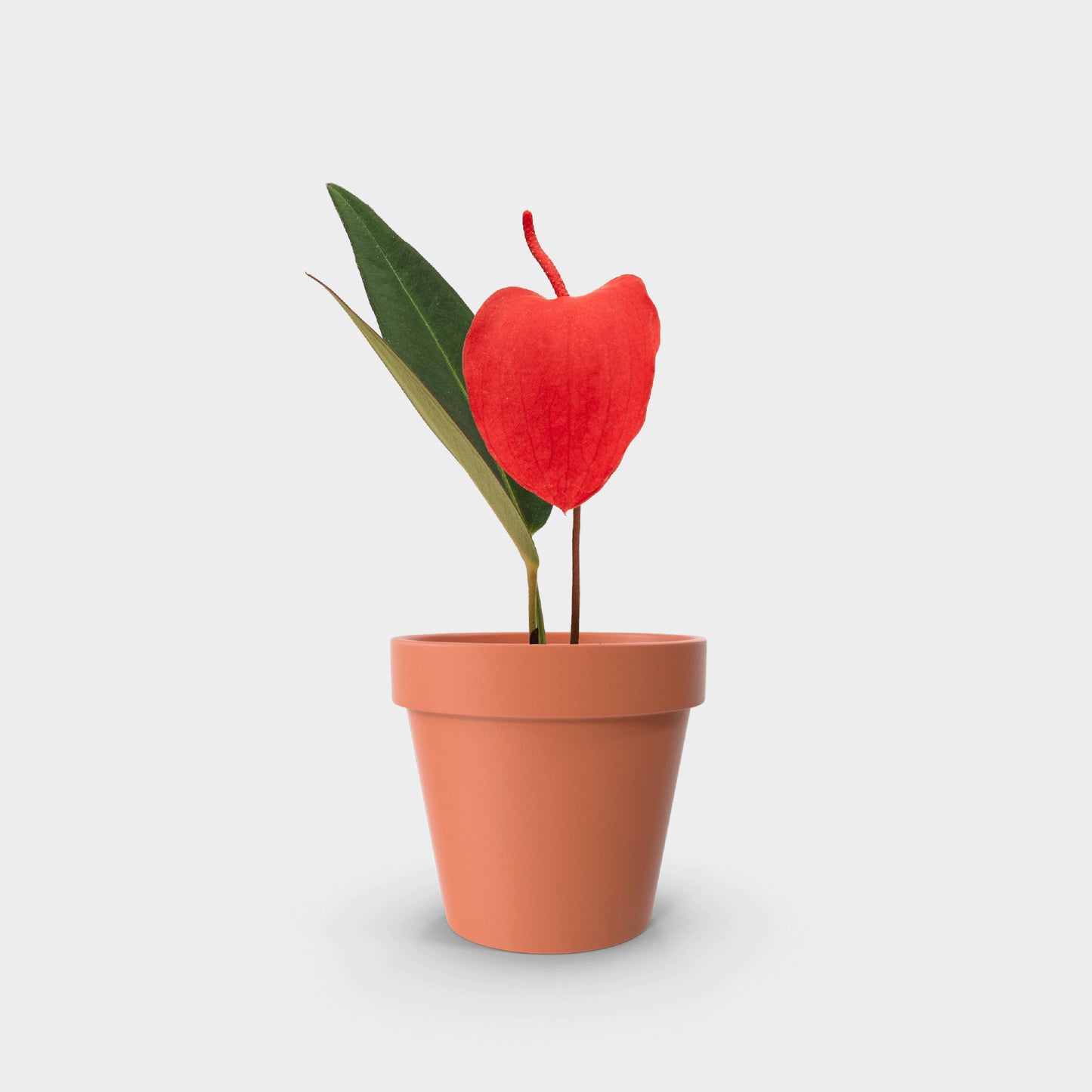 Anthurium scherzerianum (Anturio Cola de Cochino)