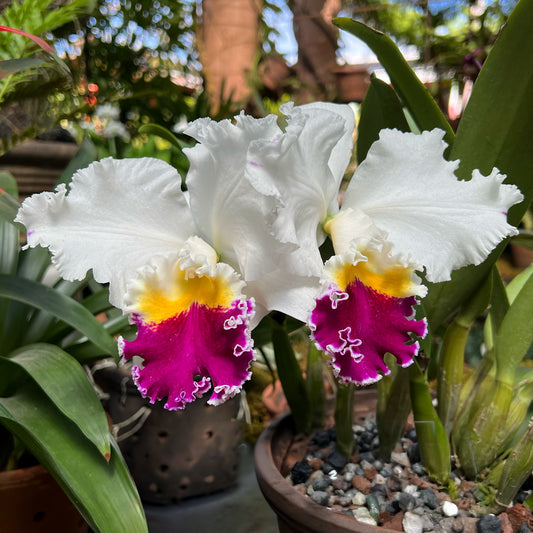 Cattleya Melody Fair 'Mishima'