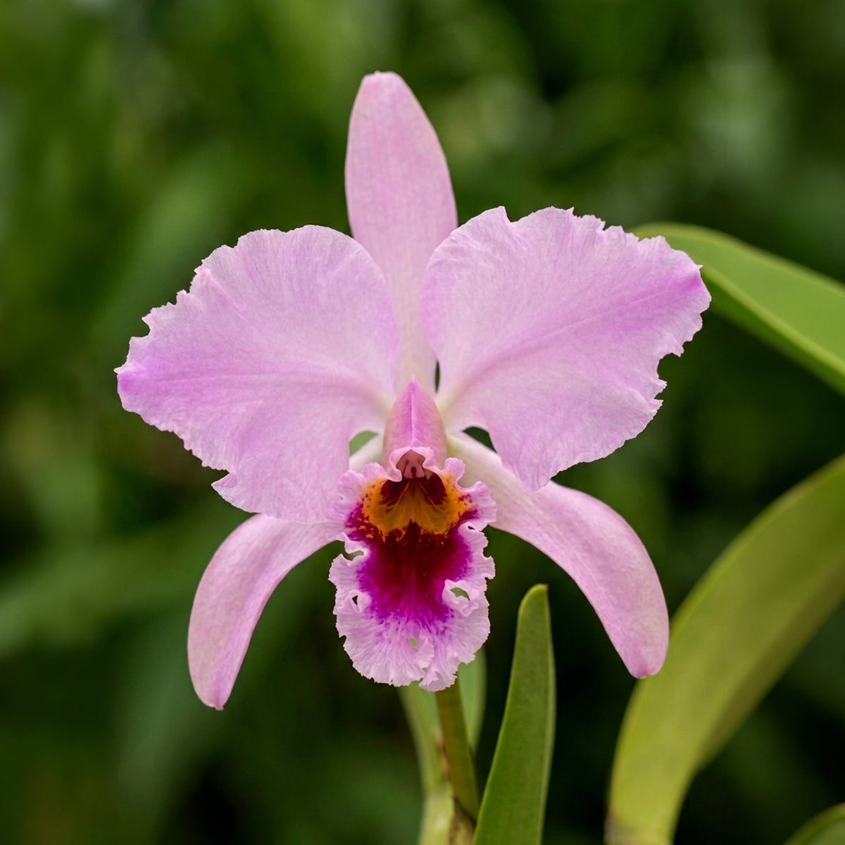 Cattleya percyvaliana