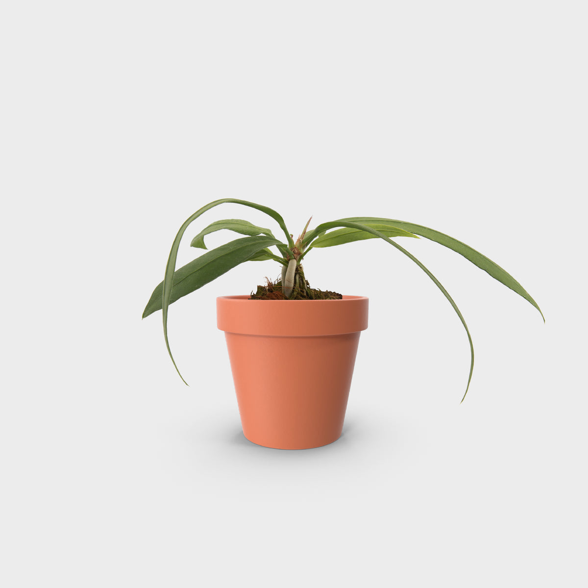Anthurium vittarifolium (Pearl necklace)