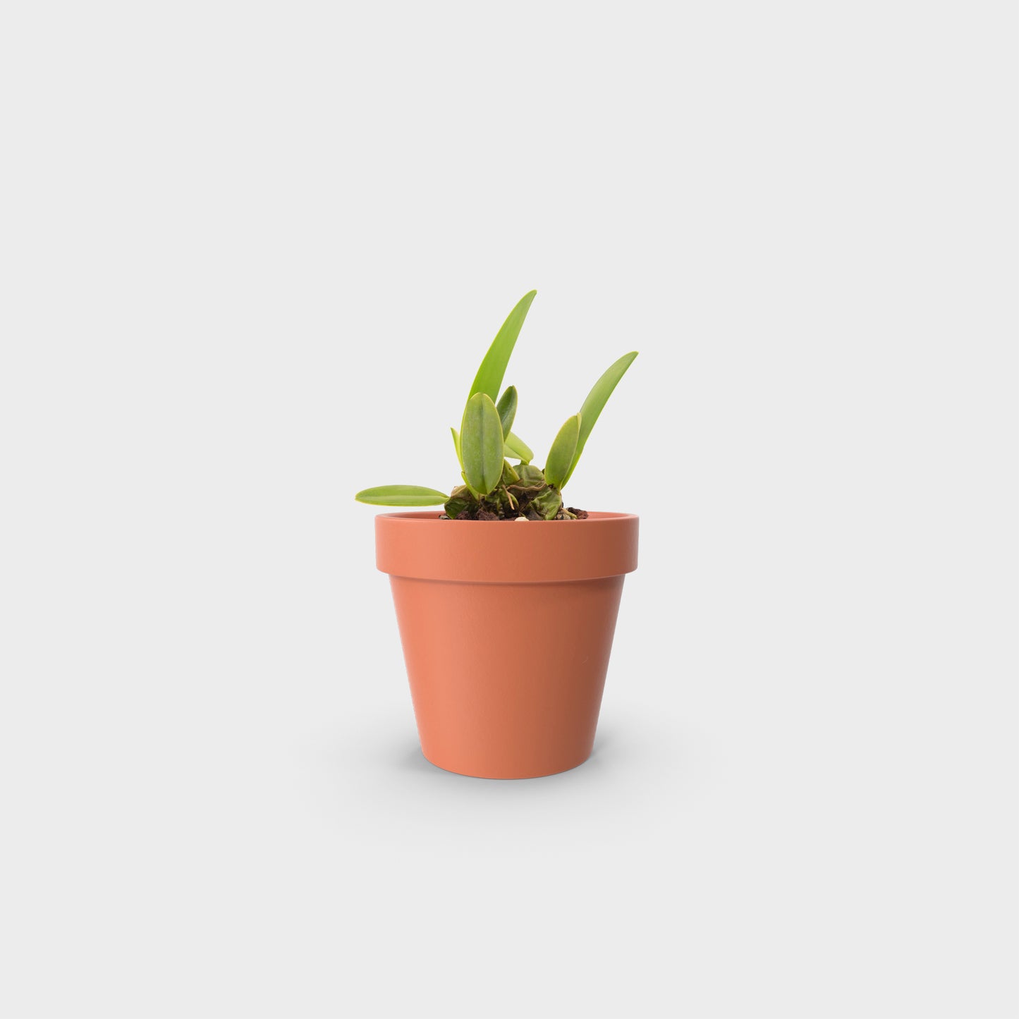 Laelia rubescens (Flor de Muerto)