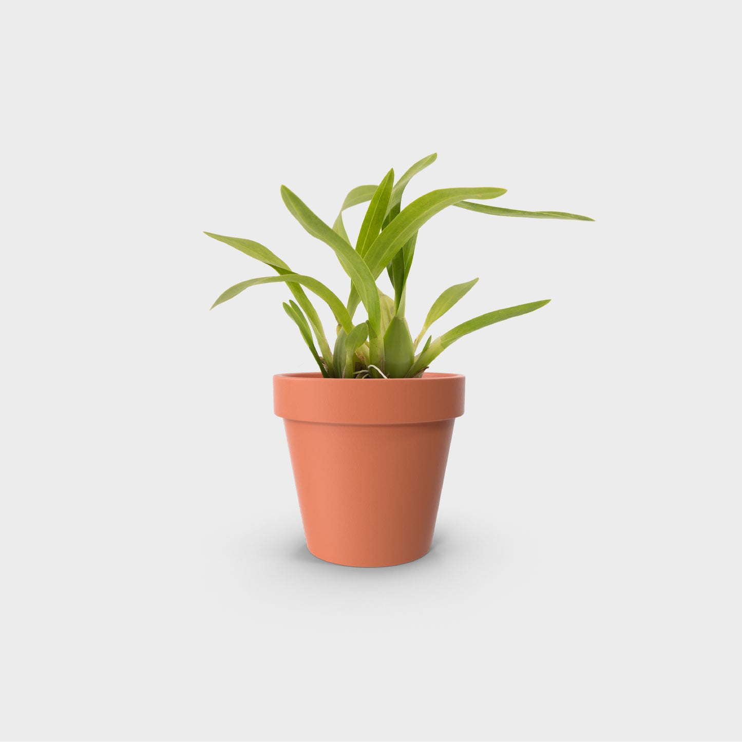 Oncidium leleui (Orquídea Danzante)