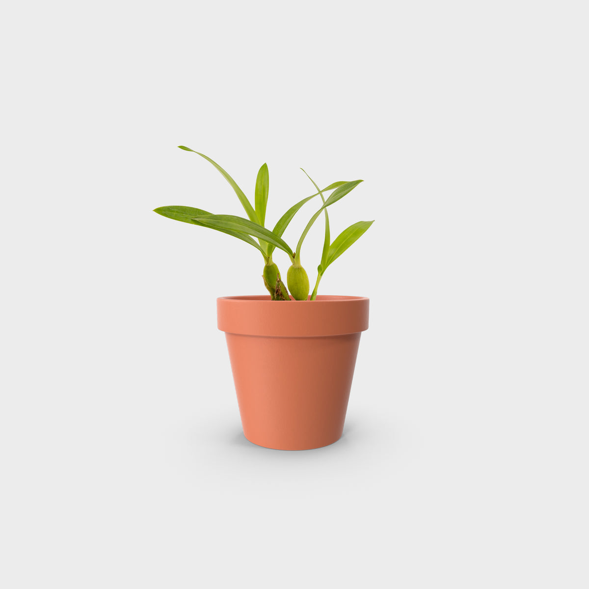 Prosthechea trulla
