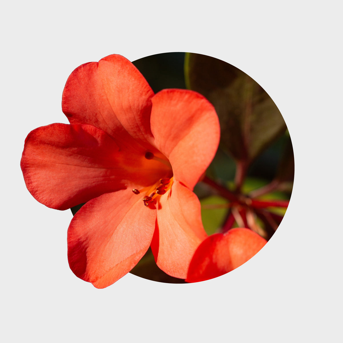 Rhododendron Vireya 'Festive Bell'