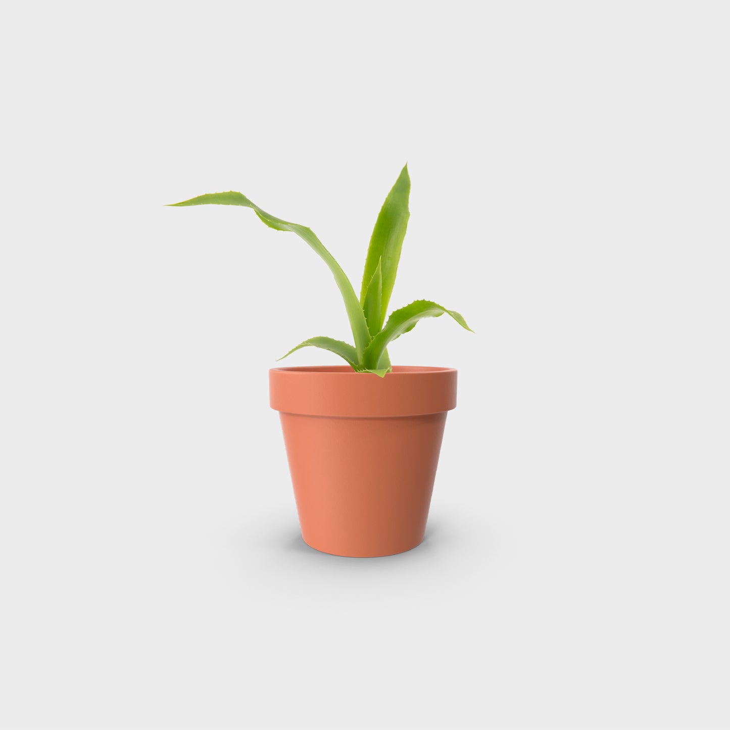 Ursulea macvaughii (Bromelia Gigante Mexicana)