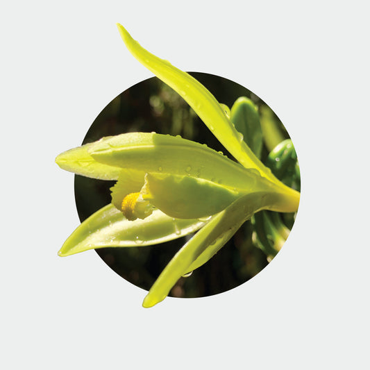 Vanilla planifolia (Vanilla)