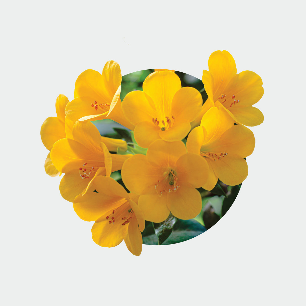 Rhododendron Vireya 'Golden Bell'