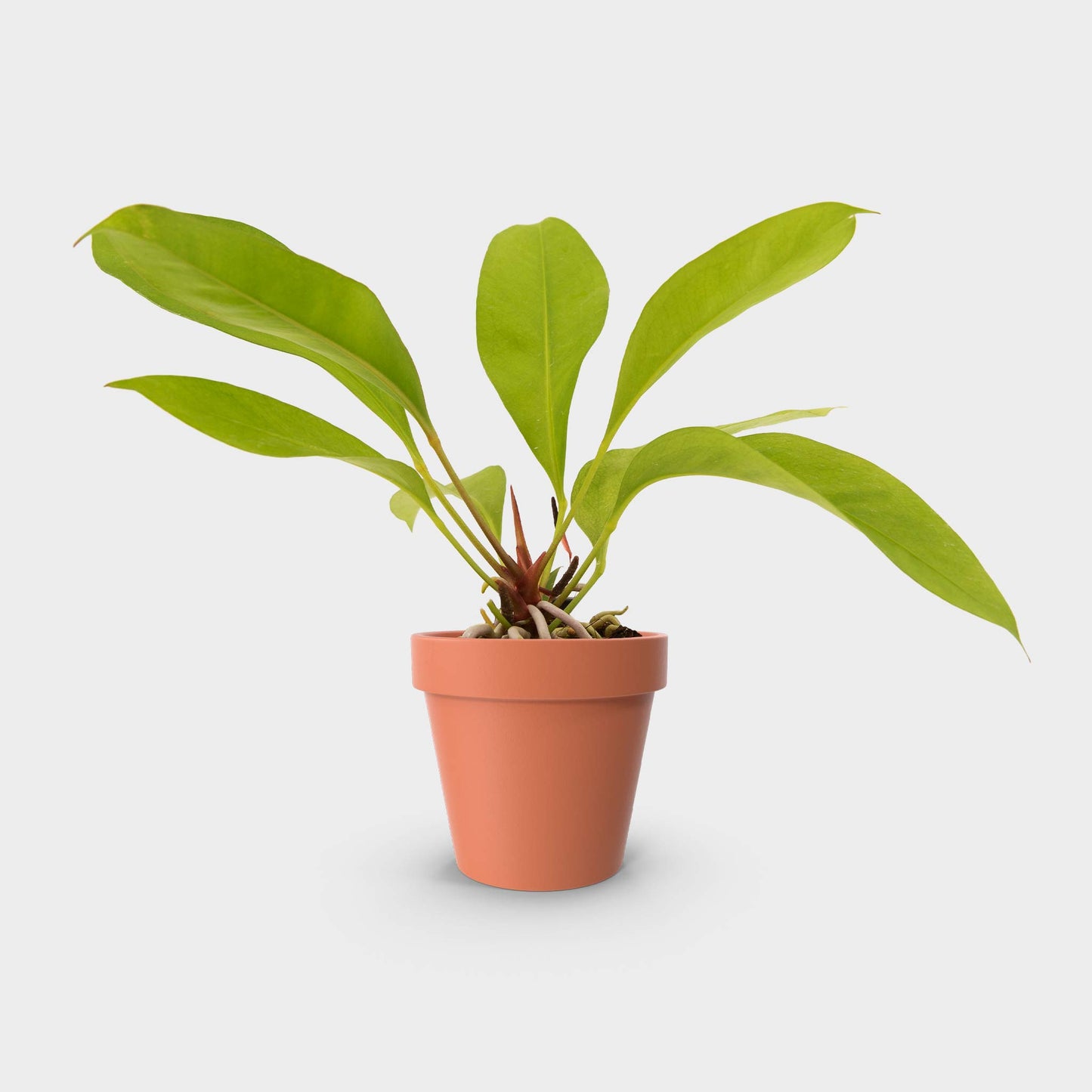 Anthurium gracile (Red Pearl Anthurium)